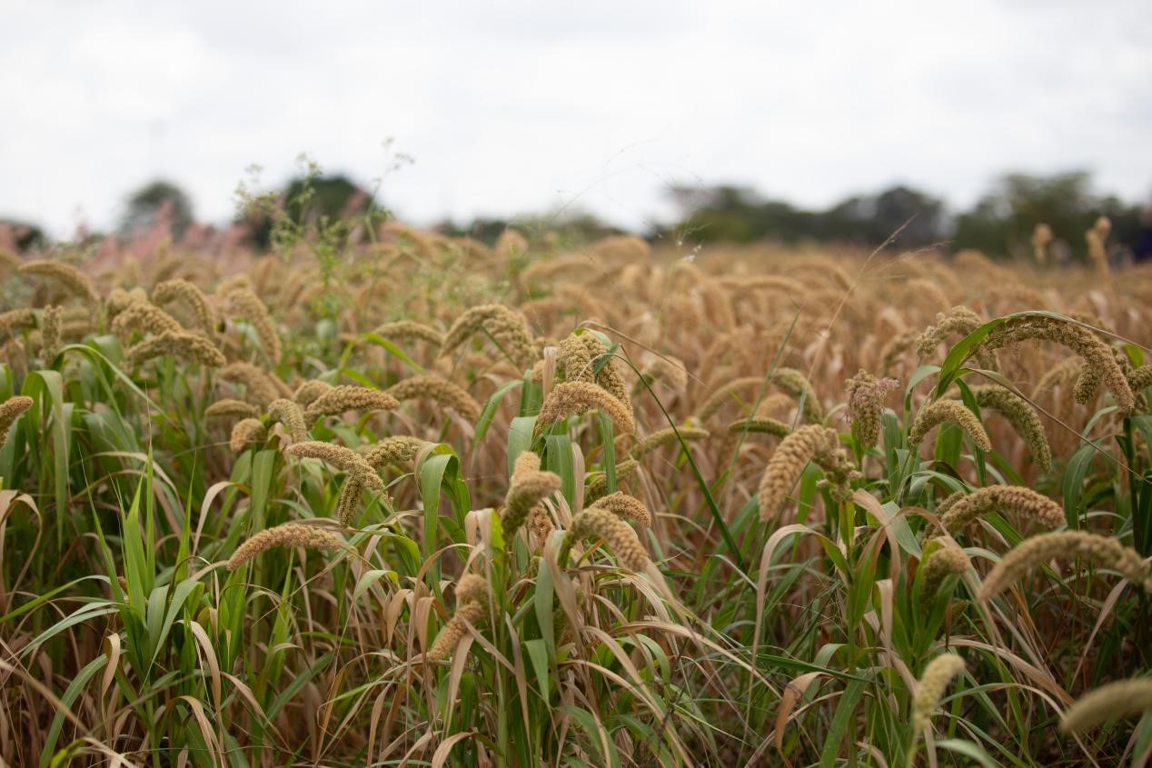 《imtoken 比特币》玉米产量提高50% 中非农业合作再结硕果