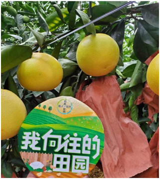 本来生活与拜耳标准示范园对接采买