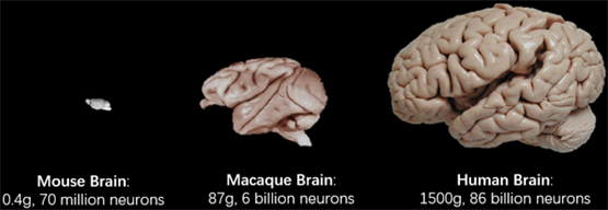 上图猴脑与人脑结构类似(摘自 David C. Van Essen et al., PNAS, 2019)