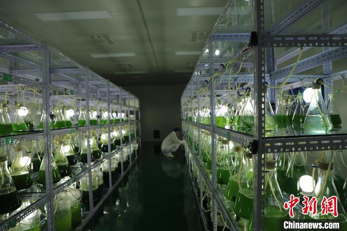图为微生物肥料培育车间。张林虎 摄