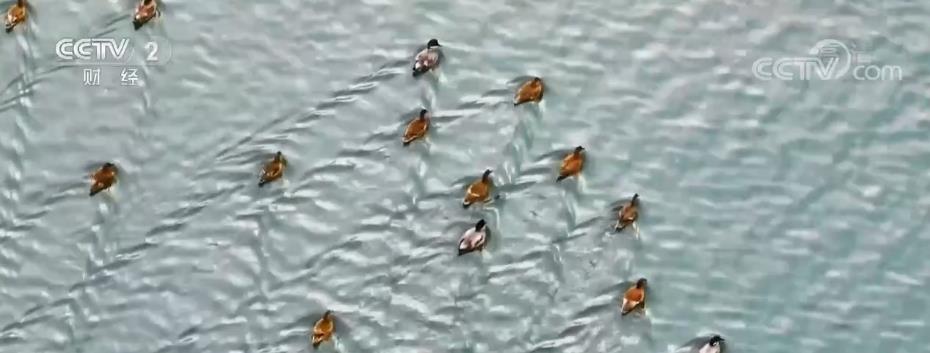 深度揭秘(漢旺濕地公園)春天的漢豐湖,(圖2) 深度揭秘(漢旺濕地公園)春天的漢豐湖,(圖2)