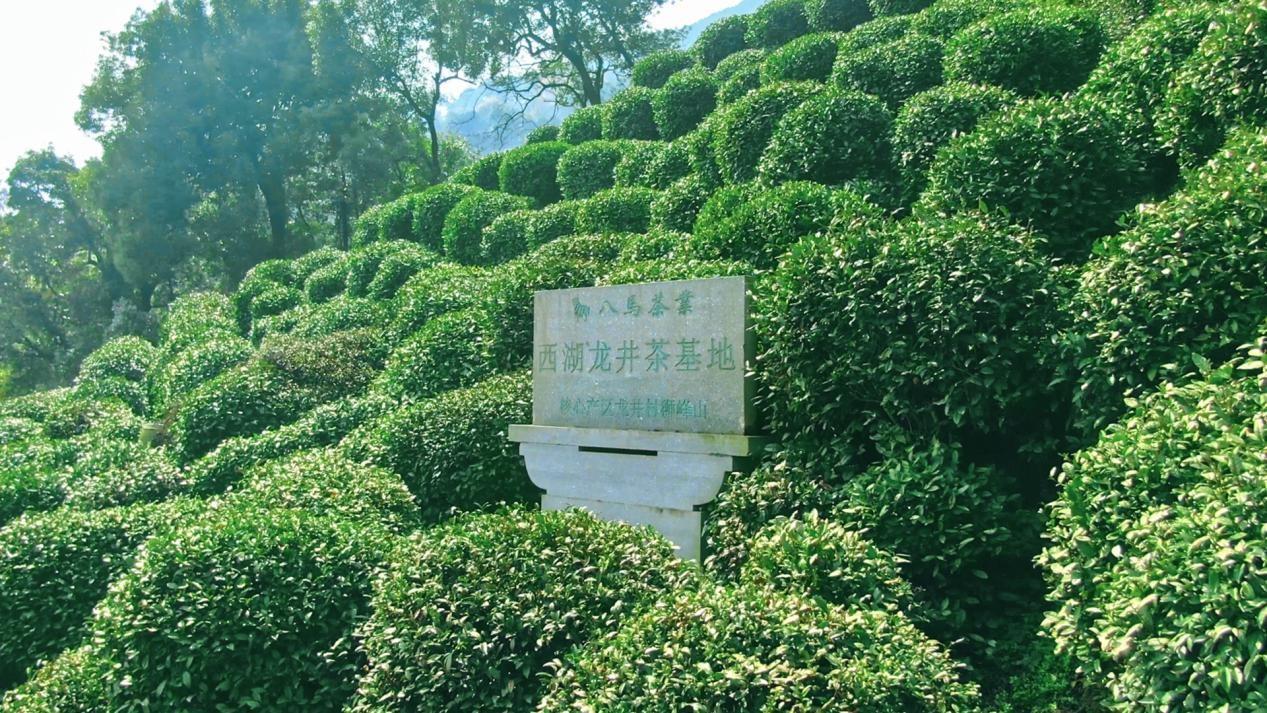 △八马茶业西湖龙井基地,距离乾隆十八棵与茶树仅30多米