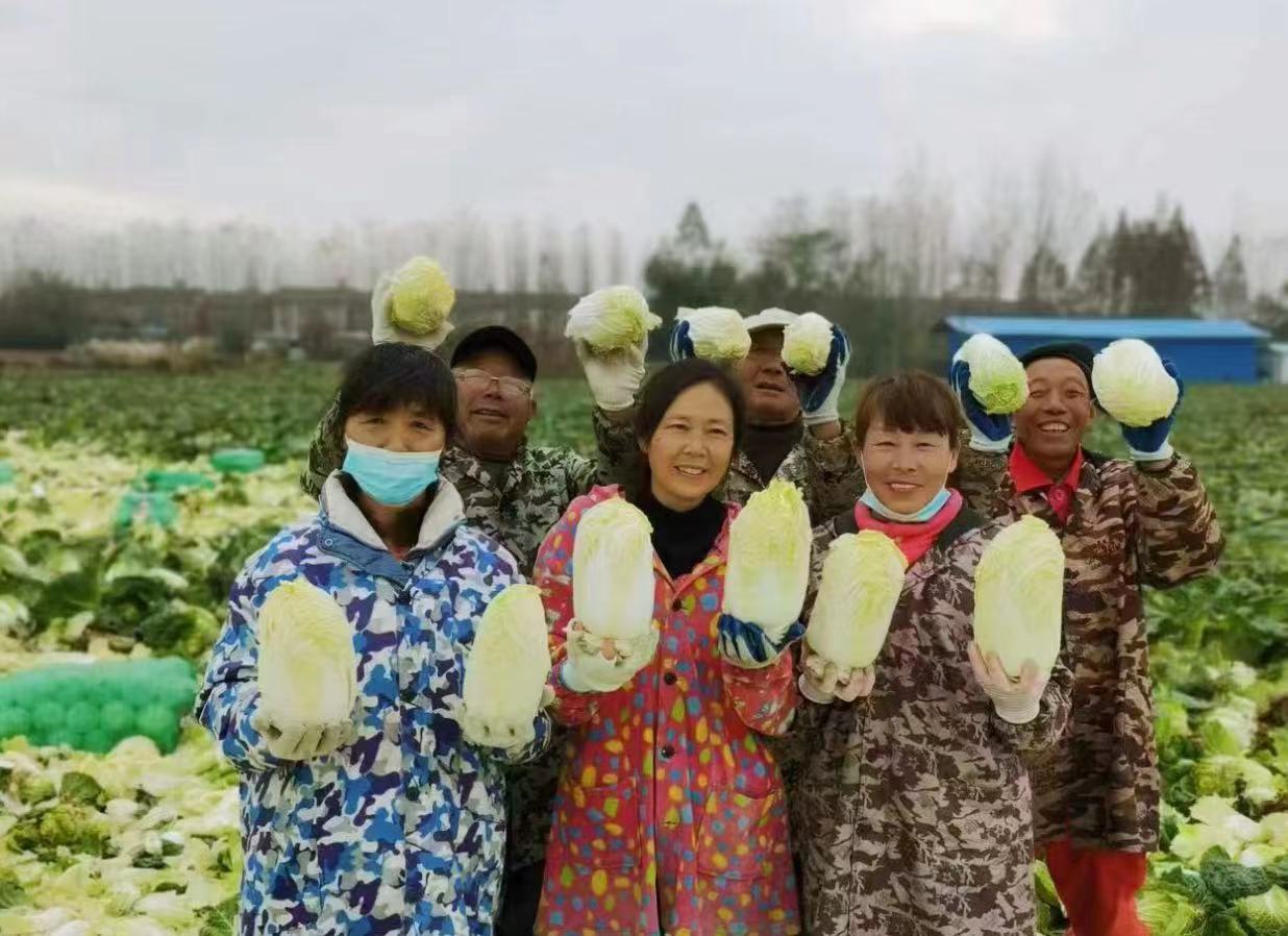 ▲湖北潜江高石碑镇义新村娃娃菜丰产,可售卖至次年2月份 (摄影:彭松)