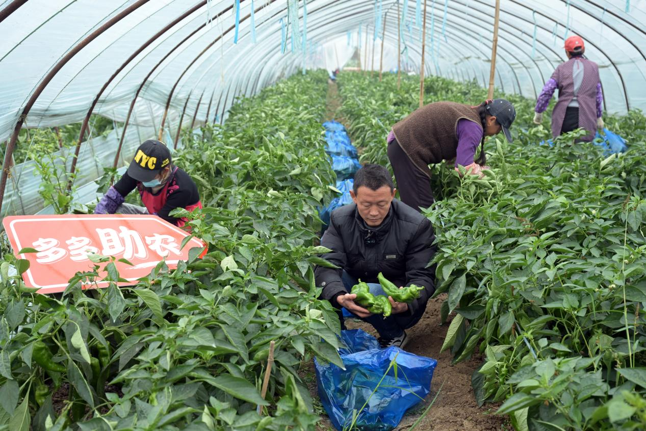 老管在菜地大棚里采摘青椒。 刘玉才 摄
