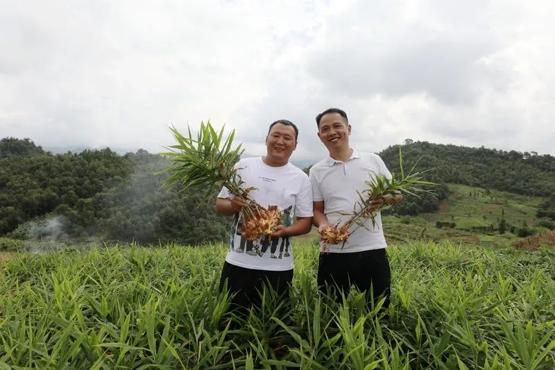 韦铭(左)与王振军(右)在小黄姜地里。俞宏浩 摄