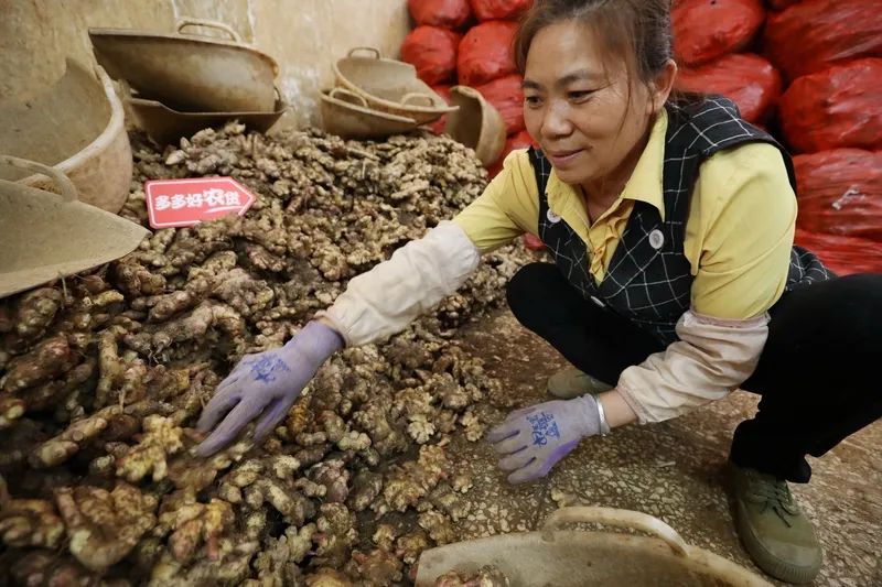 马关县仓储发货基地,一名女工正在挑拣小黄姜。 俞宏浩 摄
