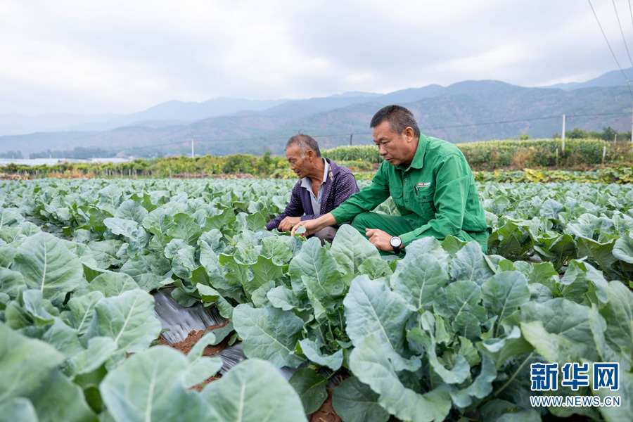 杨长楷(右一)到农户地里查看花椰菜长势(摄于11月4日)。