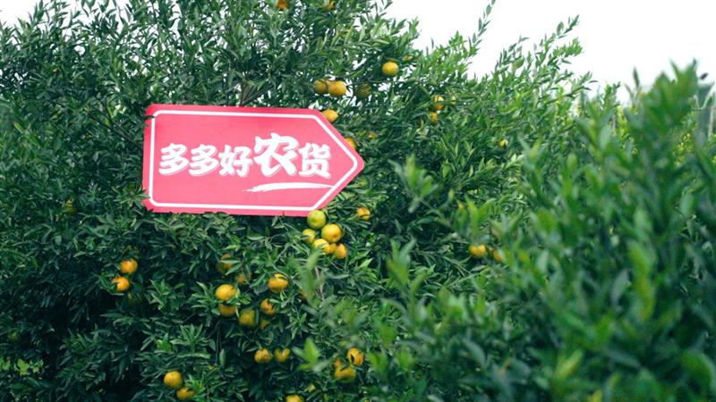 东甲村的土地由海边沙洲冲积而成,土壤肥沃,种植新会柑数百年。蔡伟建 摄
