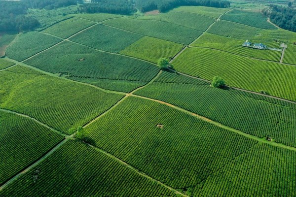 贵州省贵安新区羊艾茶园风光(4月9日摄,无人机照片)。
