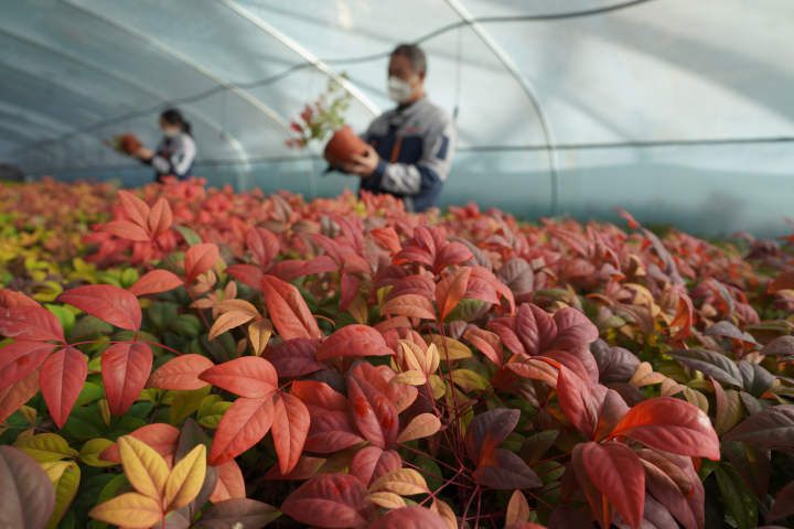 现在大棚种什么好12月份 a2ad-70af90ea2def281aa6b872fa982d8938.jpg