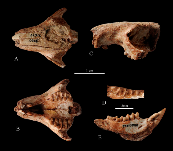 春晚吉祥物“兔圆圆”原型是“安徽模鼠兔”!兔和鼠到底啥关系?1 春晚吉祥物“兔圆圆”原型是“安徽模鼠兔”!兔和鼠到底啥关系?