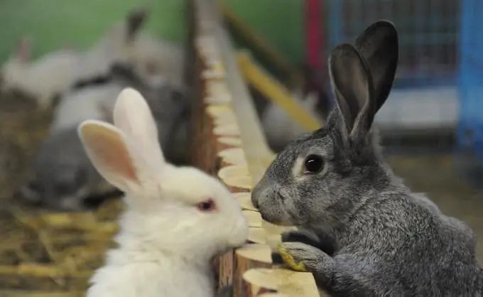 春晚吉祥物“兔圆圆”原型是“安徽模鼠兔”!兔和鼠到底啥关系?9 春晚吉祥物“兔圆圆”原型是“安徽模鼠兔”!兔和鼠到底啥关系?