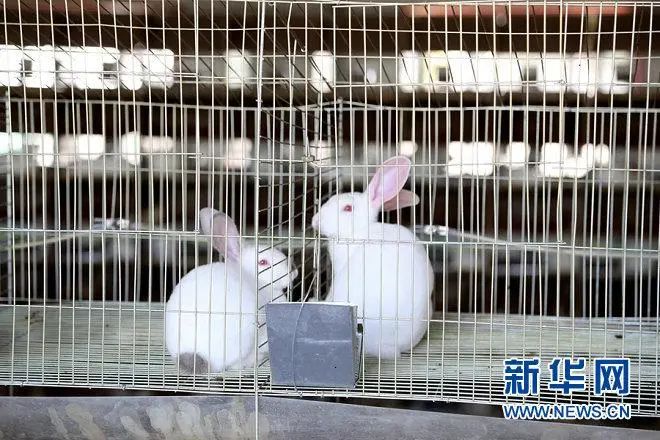 春晚吉祥物“兔圆圆”原型是“安徽模鼠兔”!兔和鼠到底啥关系?10 春晚吉祥物“兔圆圆”原型是“安徽模鼠兔”!兔和鼠到底啥关系?