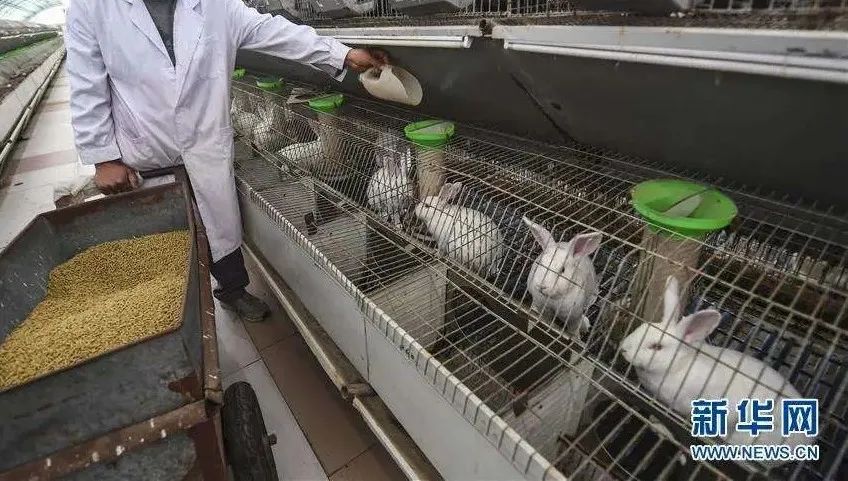 春晚吉祥物“兔圆圆”原型是“安徽模鼠兔”!兔和鼠到底啥关系?8 春晚吉祥物“兔圆圆”原型是“安徽模鼠兔”!兔和鼠到底啥关系?