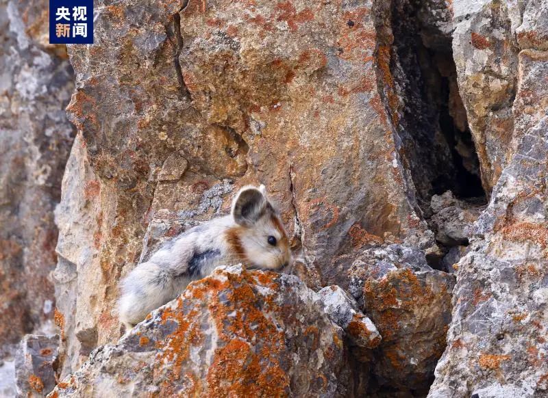 春晚吉祥物“兔圆圆”原型是“安徽模鼠兔”!兔和鼠到底啥关系?7 春晚吉祥物“兔圆圆”原型是“安徽模鼠兔”!兔和鼠到底啥关系?