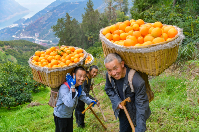 ▲果农们背着一筐筐脐橙下山。方向 摄