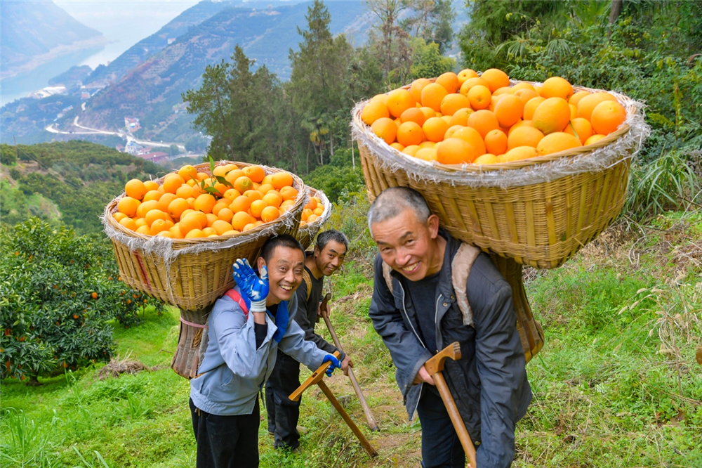 ▲果农们背着一筐筐脐橙下山。方向 摄
