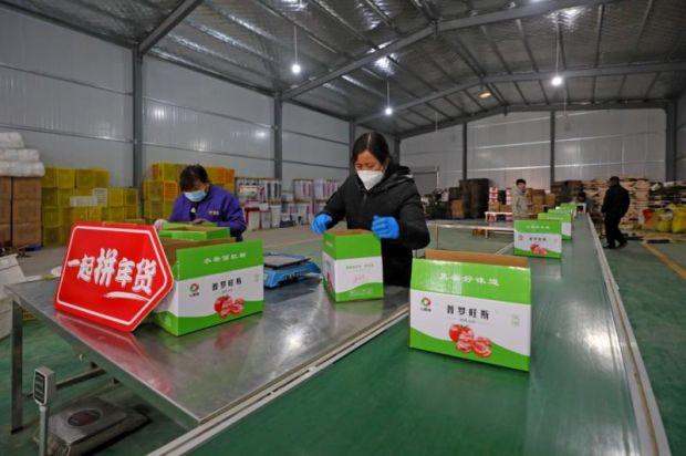 ▲普罗旺斯西红柿打包发货 王晓峰 摄