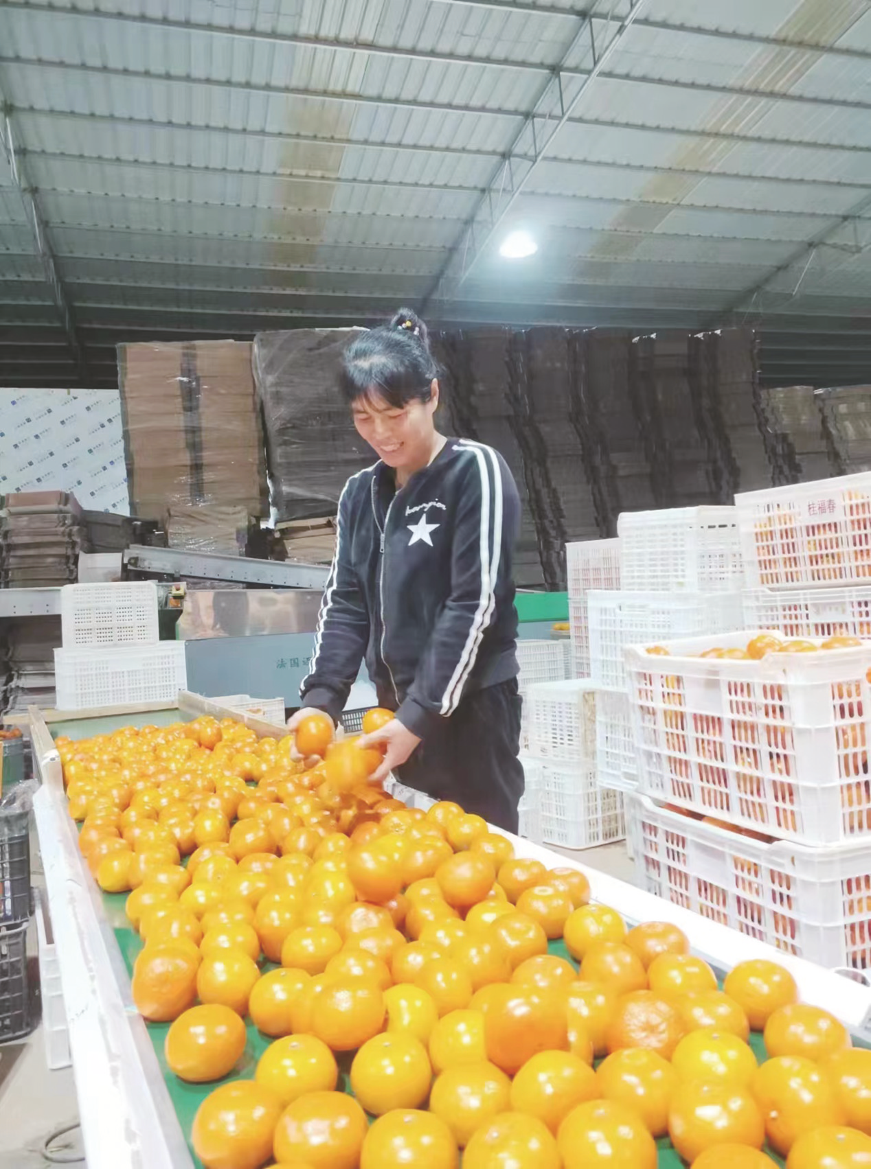 ▲長塘鎮桂福春沃柑種植基地水果豐收 (受訪者供圖)