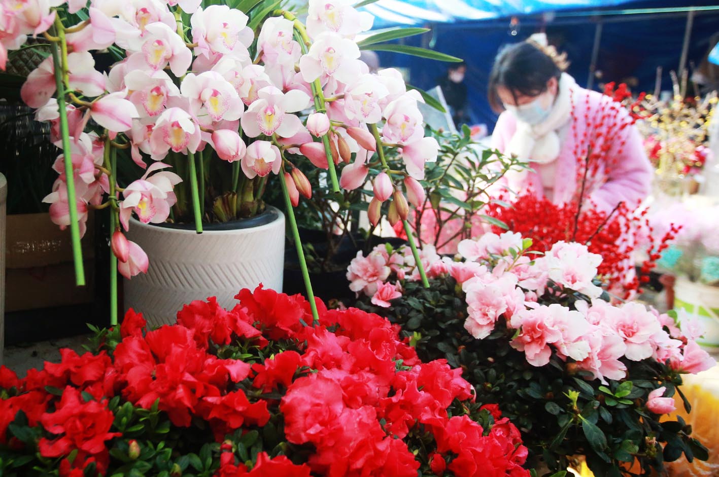 春节临近，鲜花热销，许多市民购买鲜花装点家居，为春节增添节日喜庆气氛。 ? ? ? ? ?孟德龙 摄