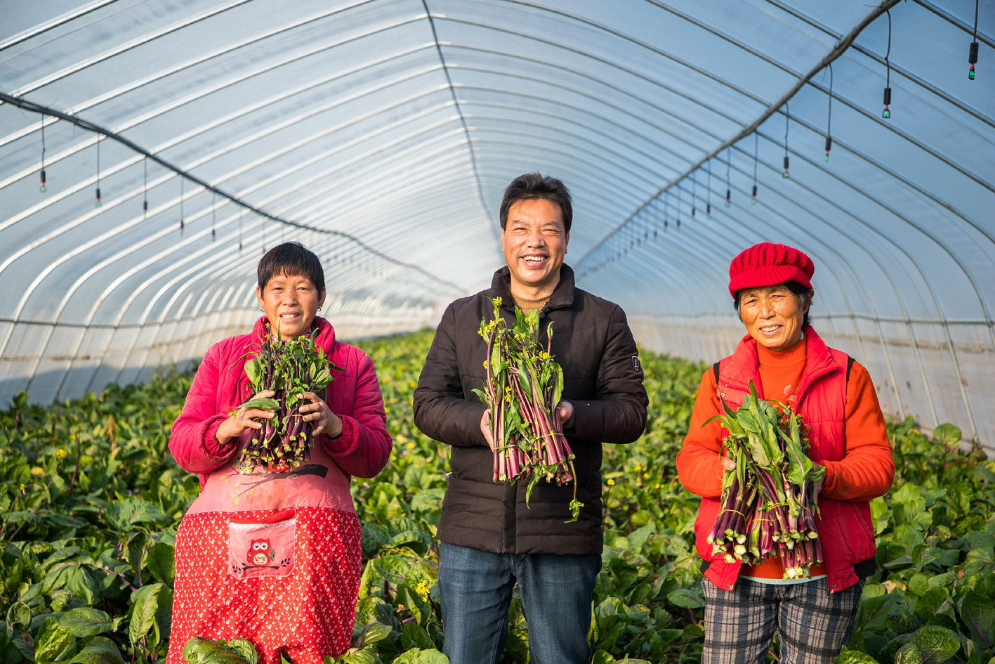 周维忠(中)和村民捧着供不应求的紫菜薹。史盼盼 摄