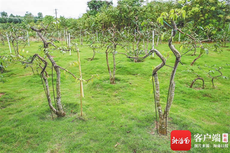 　　屯昌沉香省级林木种质资源库的沉香品种。方山 摄