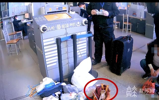 小动物放口袋里过安检会怎么样（宠物犬藏袋子进站安检被拦下，宠物如何正确托运？）