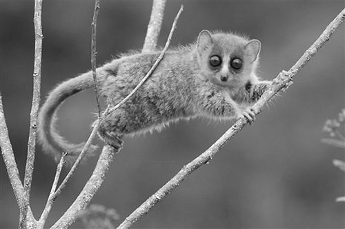 马达加斯加面临长期物种灭绝风险