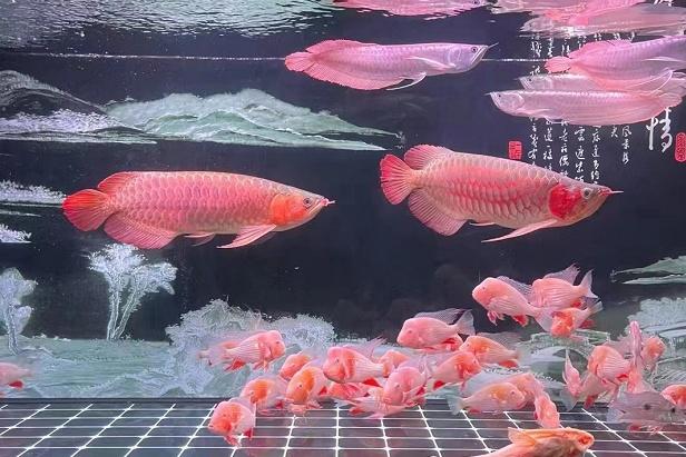 鱼多久能长大 3f91-8fd7af59cb1b56cbd1b37ff73f1c4e41.jpg