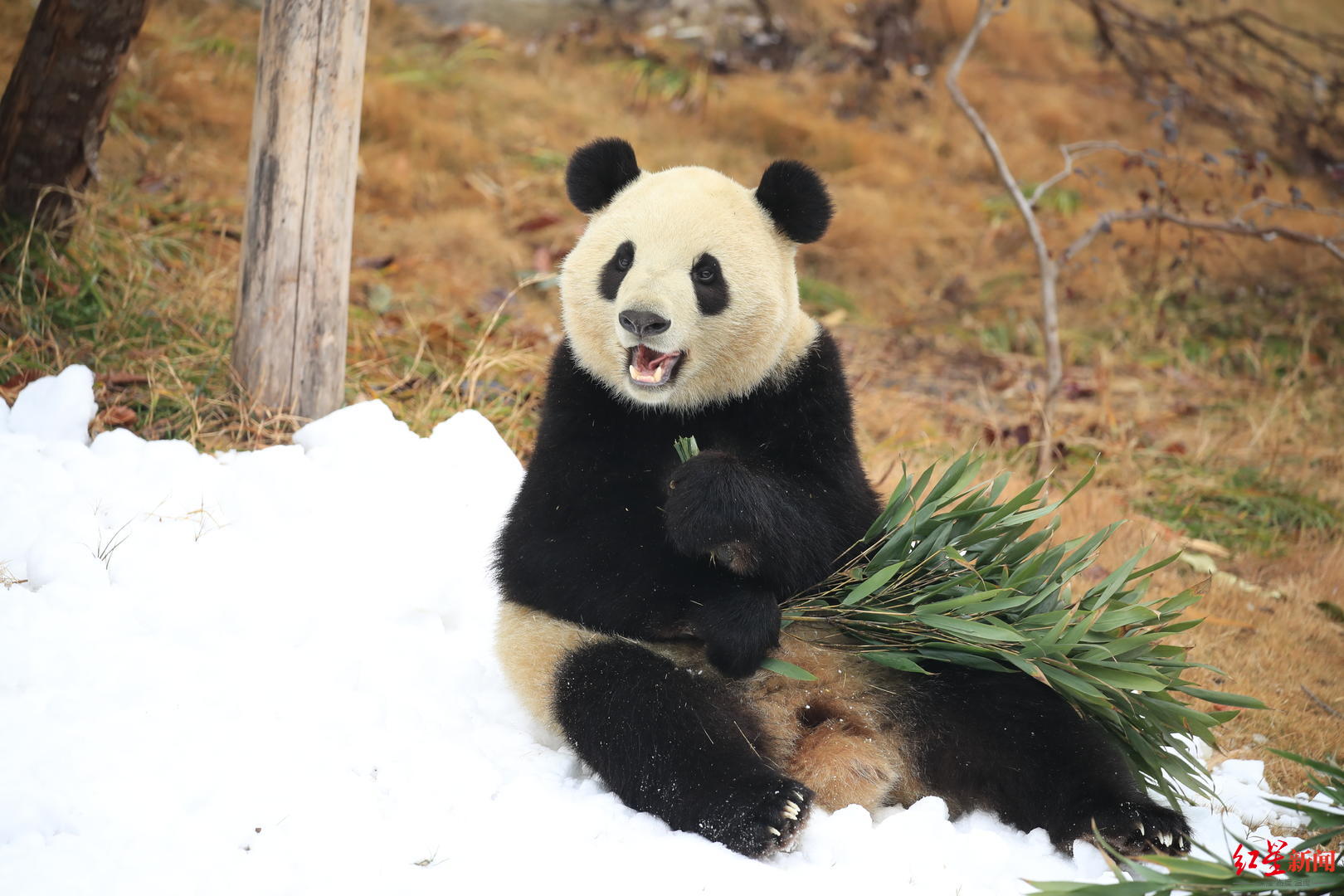 ▲“滚滚”在雪地里撒欢