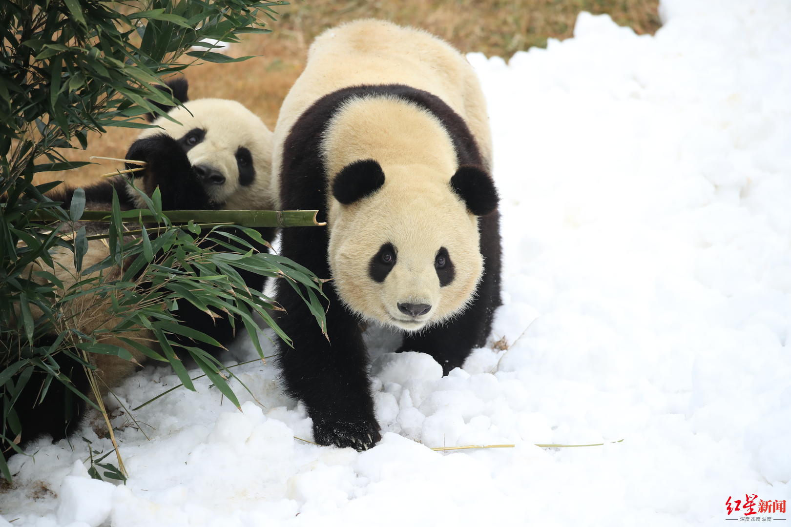 ▲“滚滚”在雪地里撒欢