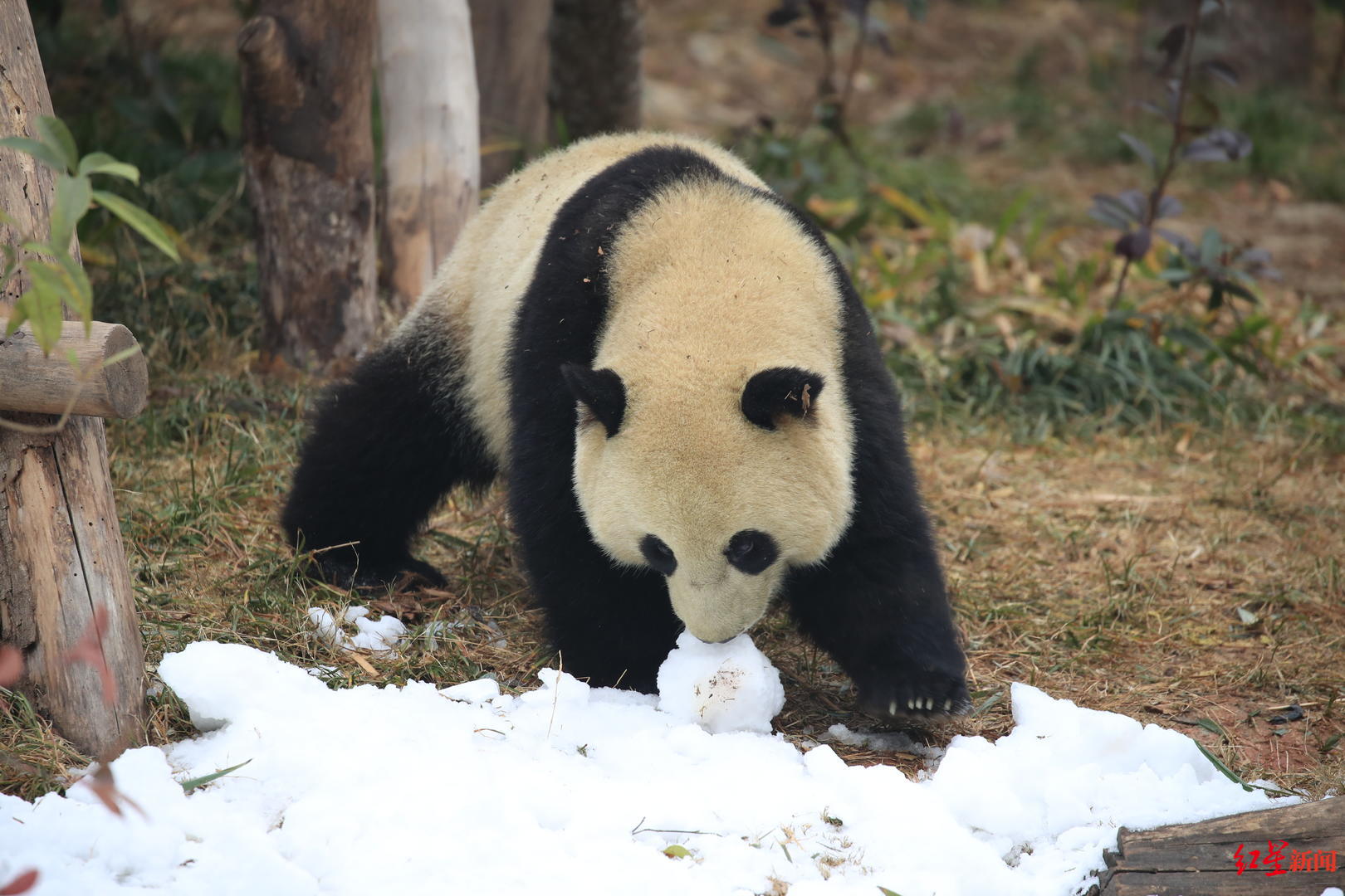 ▲“滚滚”在雪地里撒欢