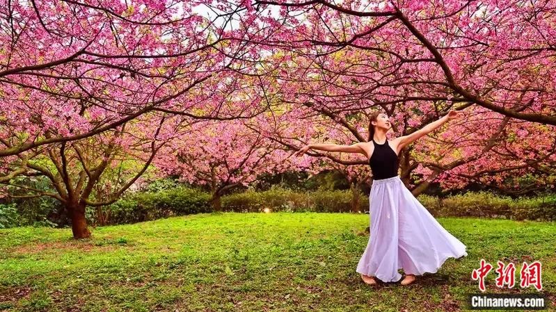 图为新北淡水天元宫的樱花。来源:“2023新北莳花好绽 浪漫樱花季”活动官网