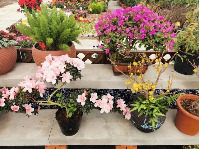 盆栽花卉植物基地 5352-8b453ac445a05a7dbb52d70776e22fc5.jpg