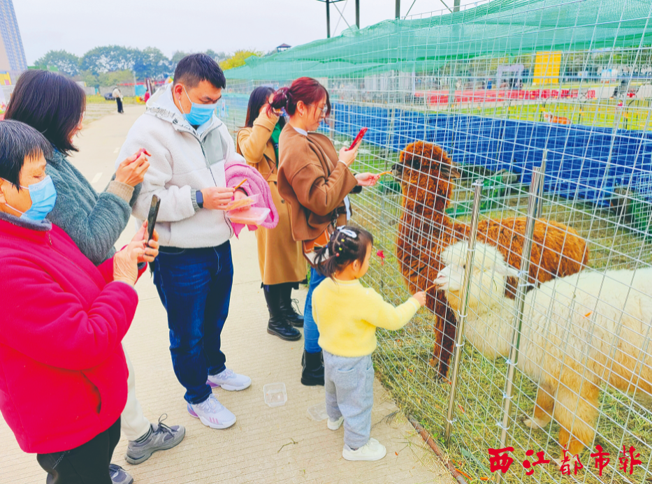1月23日，在梧州军博园里的萌宠乐园，游客投喂可爱的羊驼。记者 何鎏 摄
