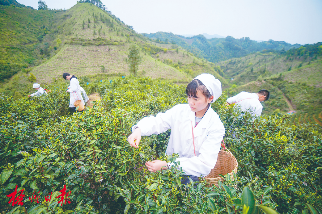 苍梧县沁怡六堡茶专业合作社茶园??陈凡 摄(资料图片)