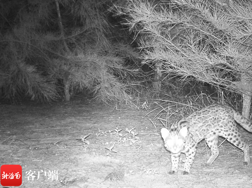 　　海口五源河国家湿地公园监测到豹猫。图片由海口畓榃湿地研究所提供