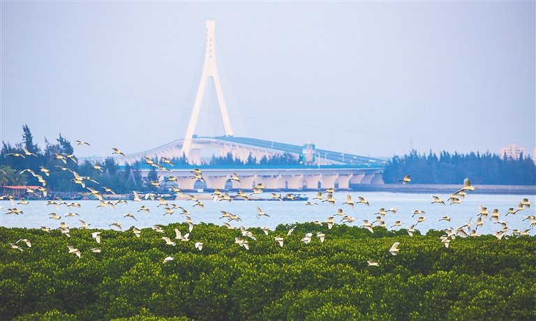 在海南东寨港红树林湿地，白鹭栖息觅食。海南日报记者 张茂 摄