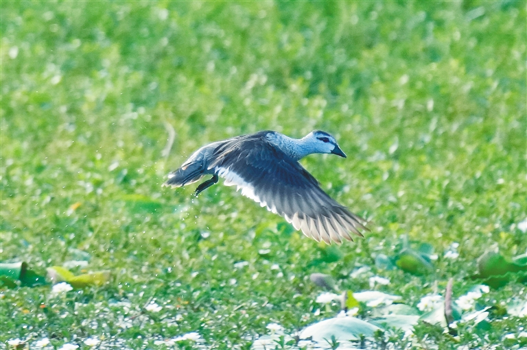 在昌江海尾湿地公园里觅食的棉凫。昌江爱鸟队供图