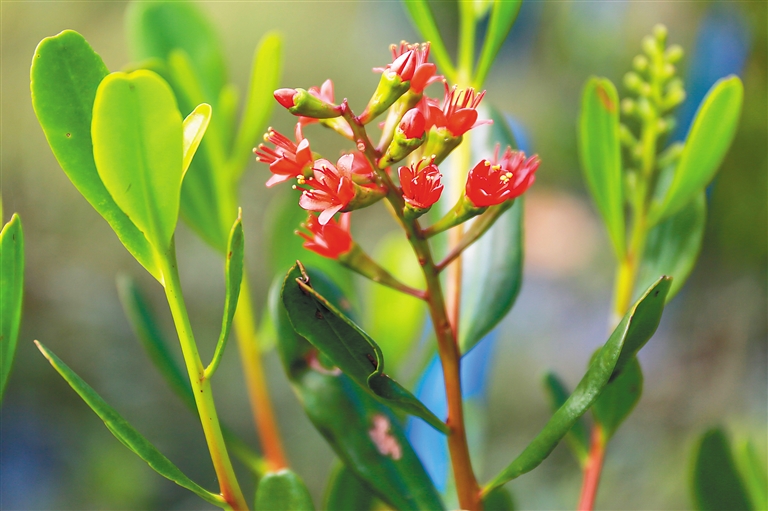 东寨港国家级自然保护区一株野外栽种的红榄李开花。海南日报记者 李天平 摄