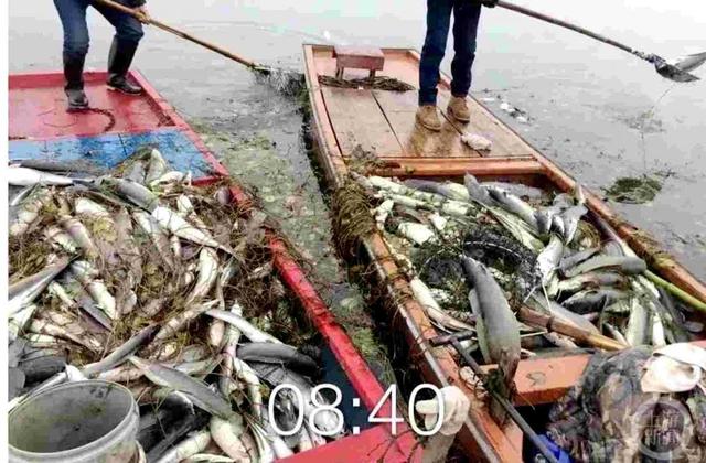 ▲执法人员打捞起大量死鱼。 图片来源/江苏高院