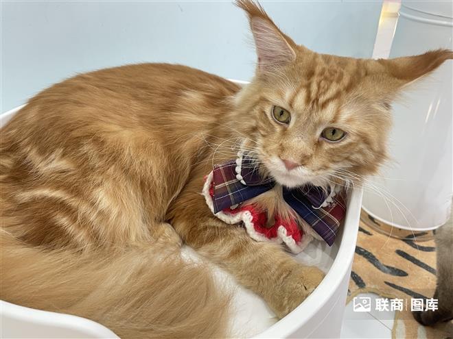 疫情对宠物用品的影响（后疫情时代，“宠物经济”之风能否继续吹下去？）