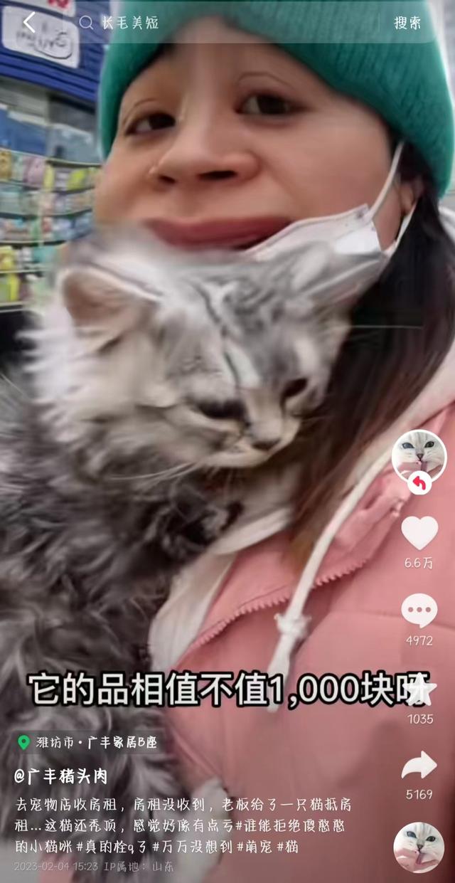 宠物店收宠物猫吗（店铺用宠物猫抵房租，收租公司：理解店家难处下不为例，给猫安排了三室一厅）