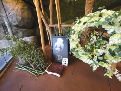 　　孟菲斯动物园社交媒体上关于“乐乐”悼念活动的截图。园方邀请喜欢“乐乐”的游客留下鲜花、竹叶和悼念的字条。