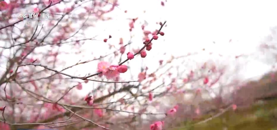 泗洪梅花镇游玩攻略作文,泗洪县梅花镇景点
