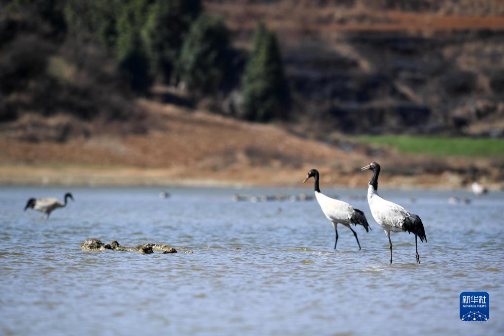 2月10日，黑颈鹤在贵州草海国家级自然保护区觅食。