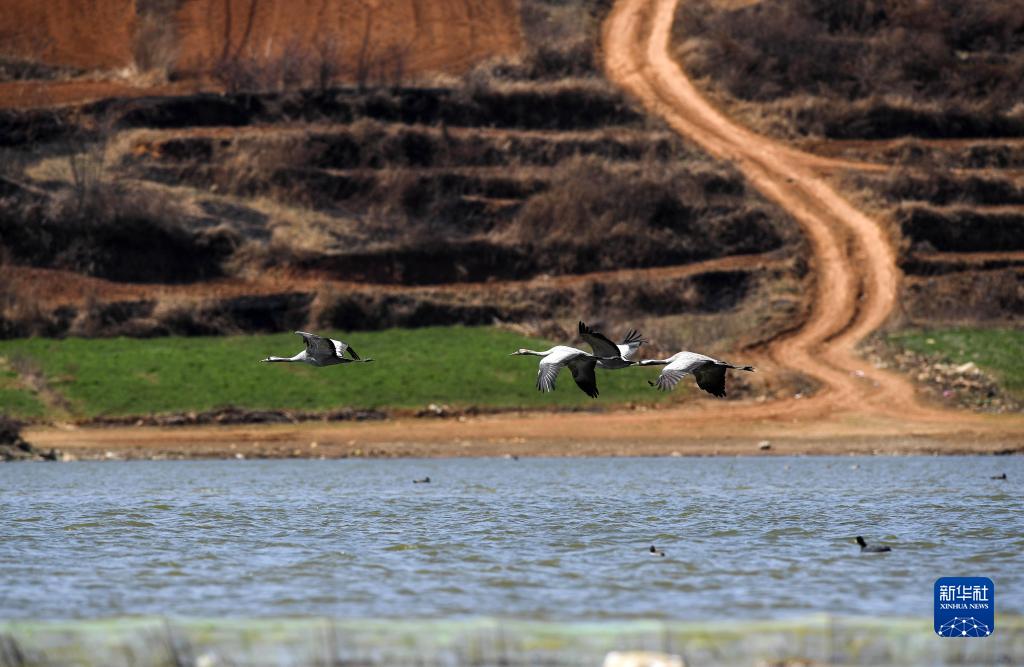 2月10日，灰鹤在贵州草海国家级自然保护区飞翔。