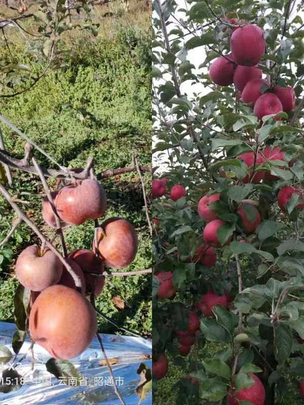 种出来的苹果（左侧）与烟富8号苹果（右侧）相比差别较大。