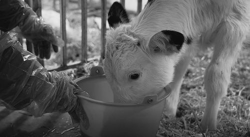 西北农林科技大学供图