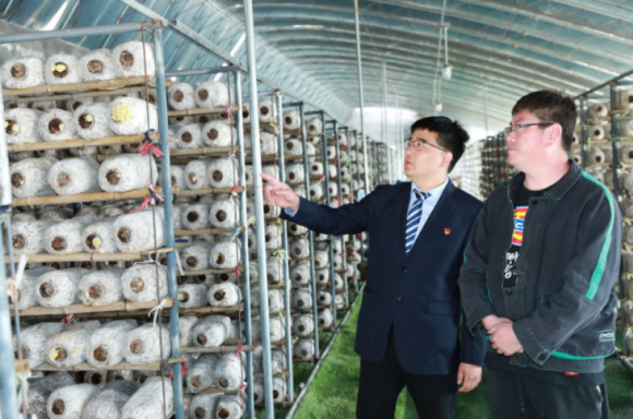 邮储银行北京门头沟区支行客户经理王大微调研走访门头沟区雁翅镇大村蘑菇种植基地